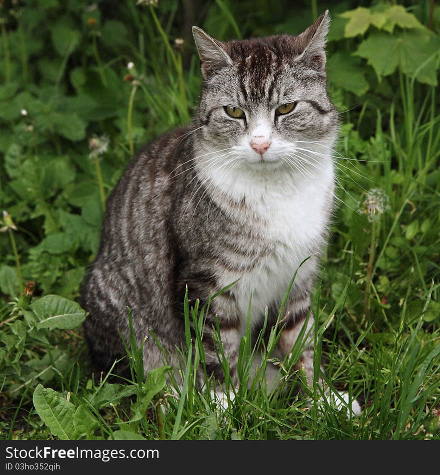 Grey cat on green grass