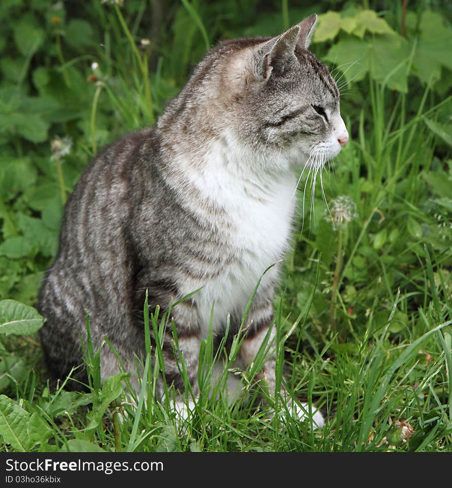 Grey cat on green grass