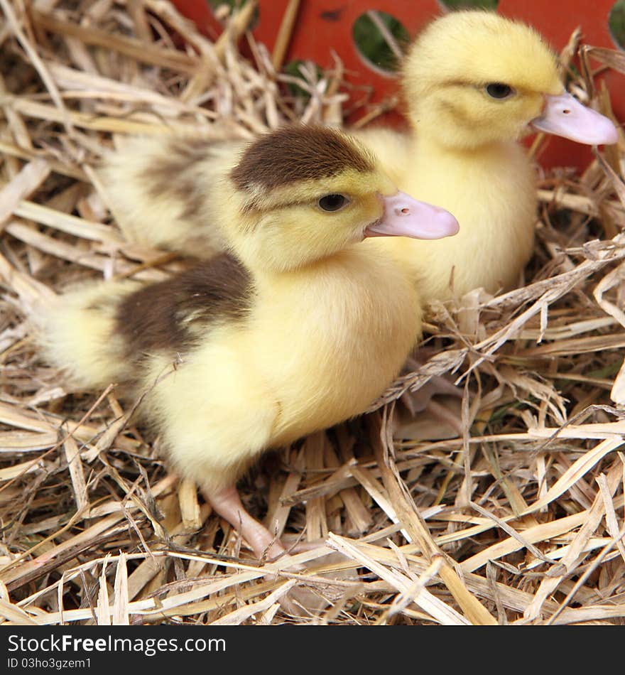 Two cute ducklings on hay