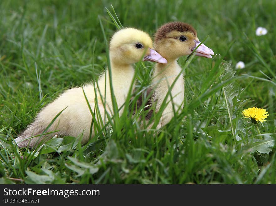 Yellow and brown ducklings on grass