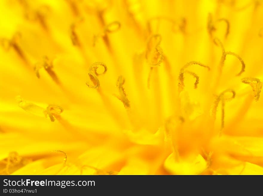 Stamens of dandelion flowers for background