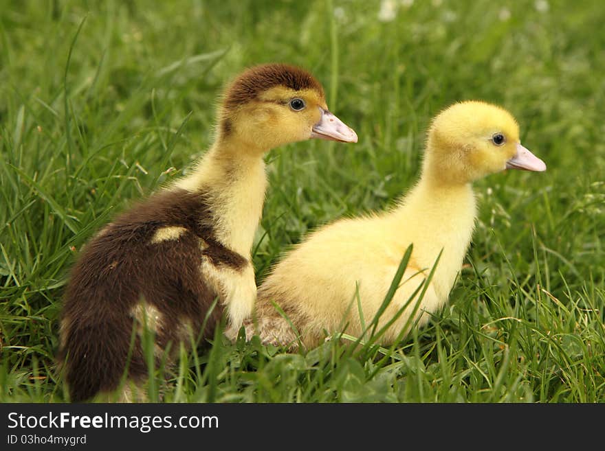 Yellow and brown ducklings on grass