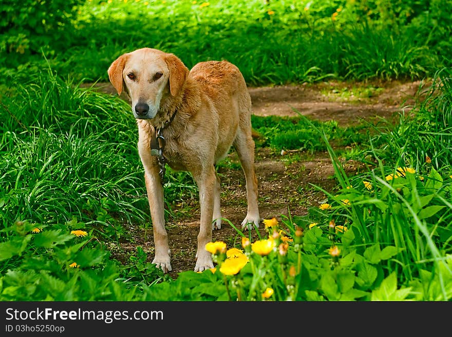 Lone dog in the grass