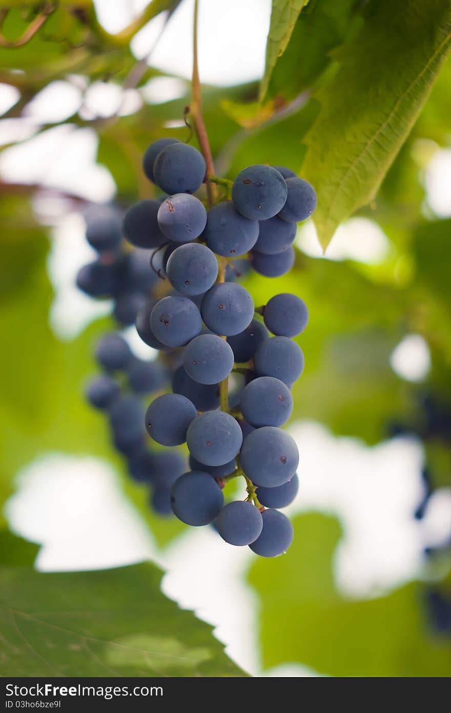 Red grapes on the twigs