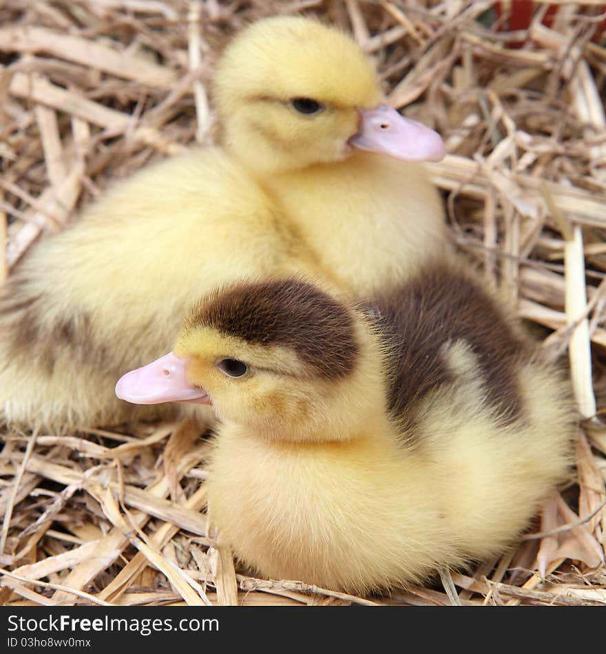 Two cute ducklings on hay