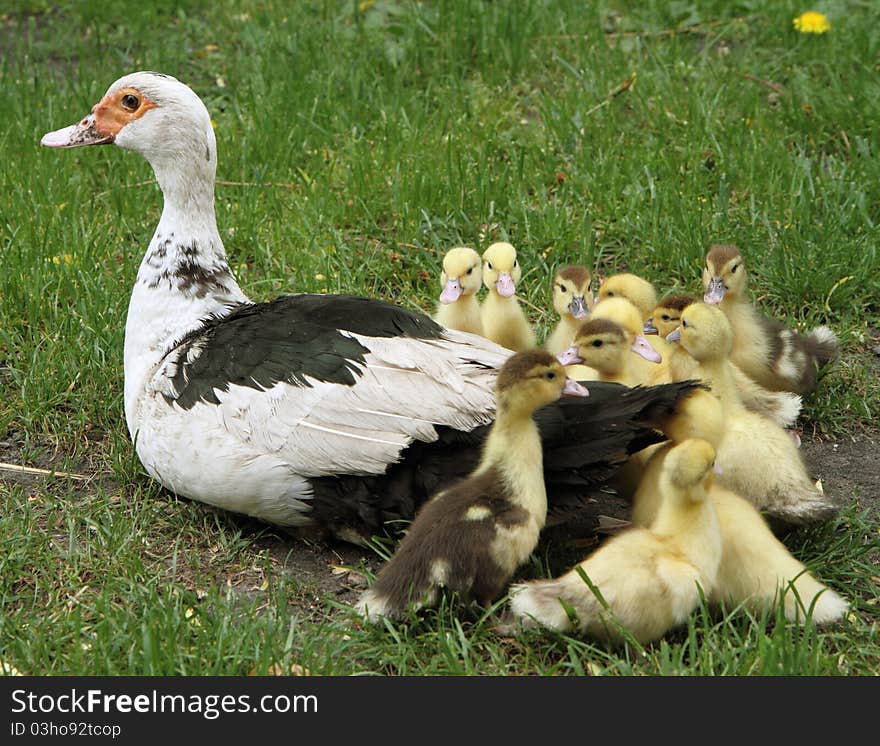 Group of Ducklings with their mother, outdoors. Group of Ducklings with their mother, outdoors