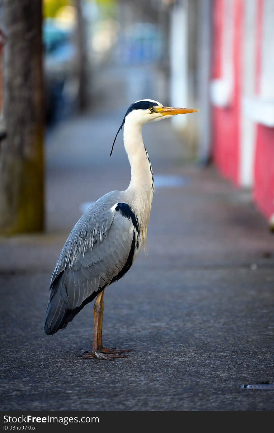 Grey heron on the footpath in front of houses in Claddagh, Galway