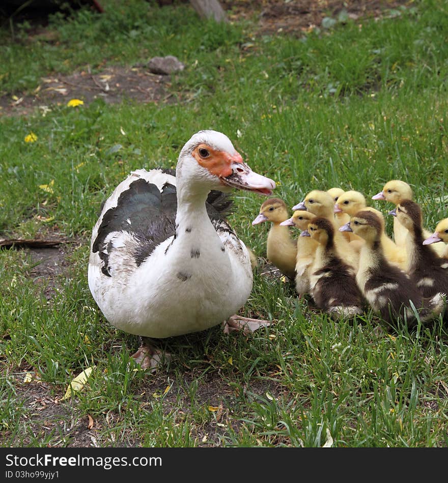 Group of Ducklings with their mother, outdoors. Group of Ducklings with their mother, outdoors