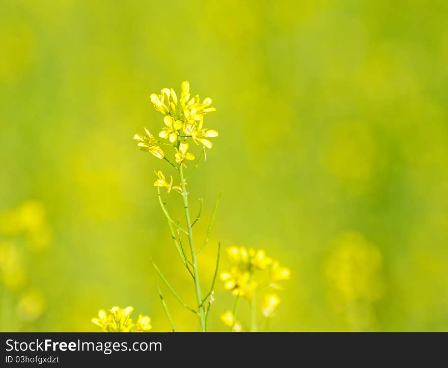 Yellow flower of vegetable