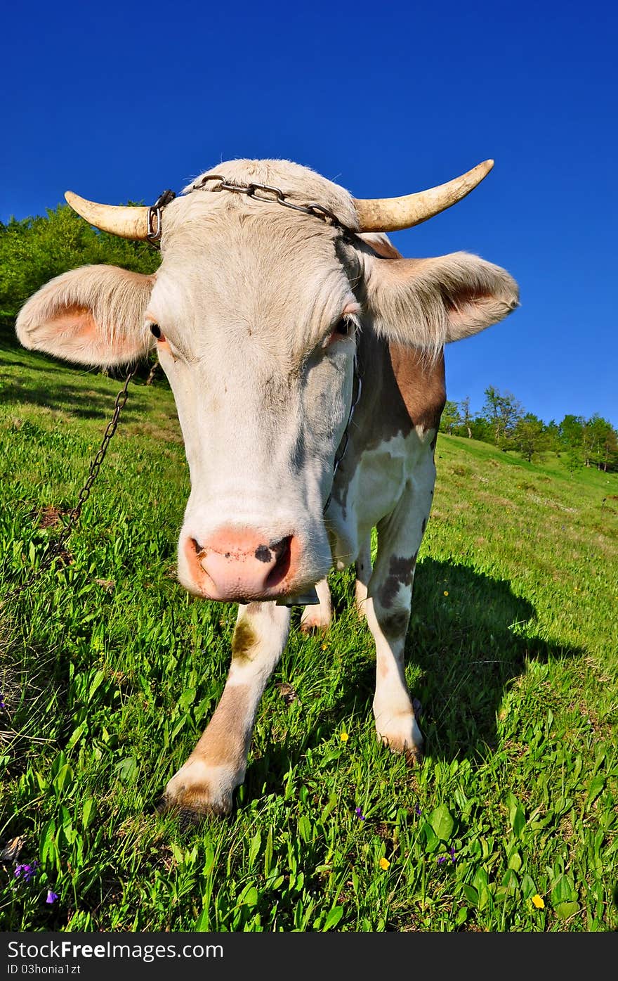 Cow on a summer pasture