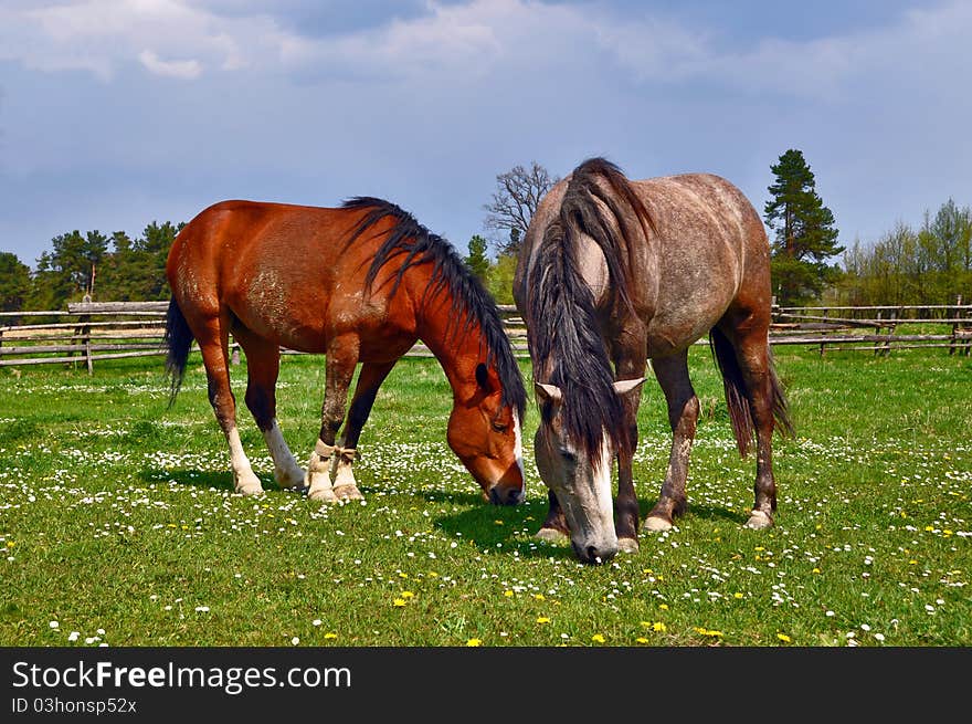 Horses on a hillside