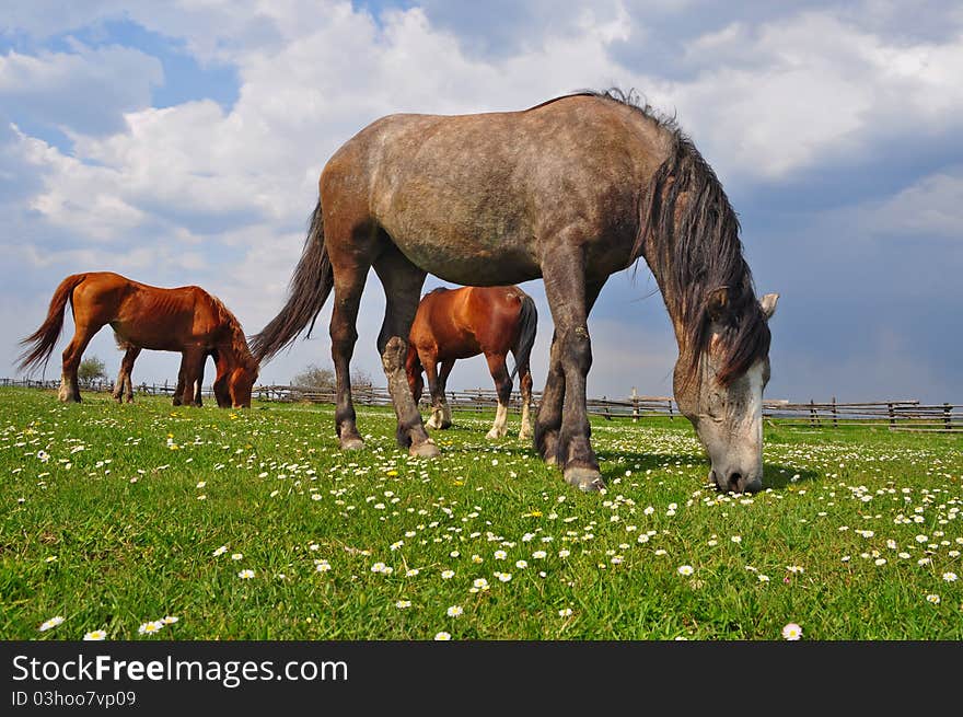 Horses on a summer pasture