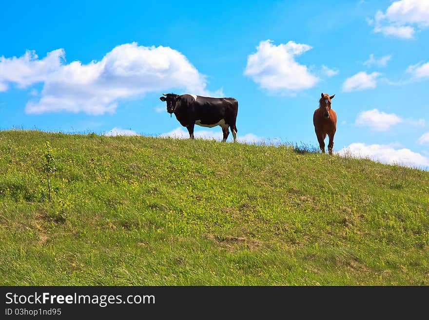 Horse and cow grazing in grassland