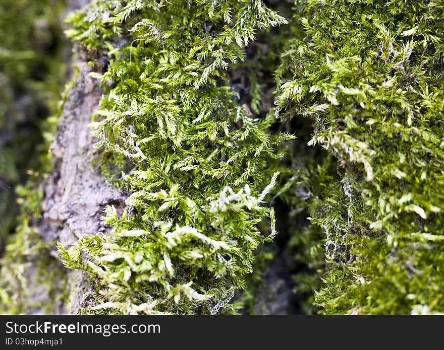 Macro a tree photo on which the green moss grows. Macro a tree photo on which the green moss grows