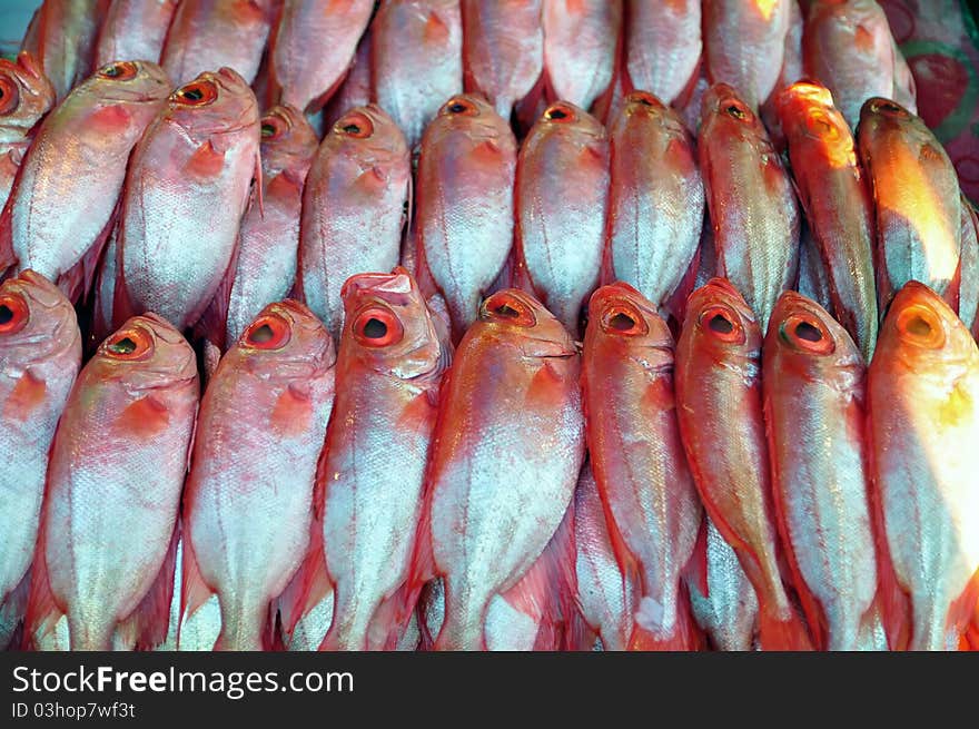 Purple Spotted Bigeye Fish (Priacanthus tayenus)