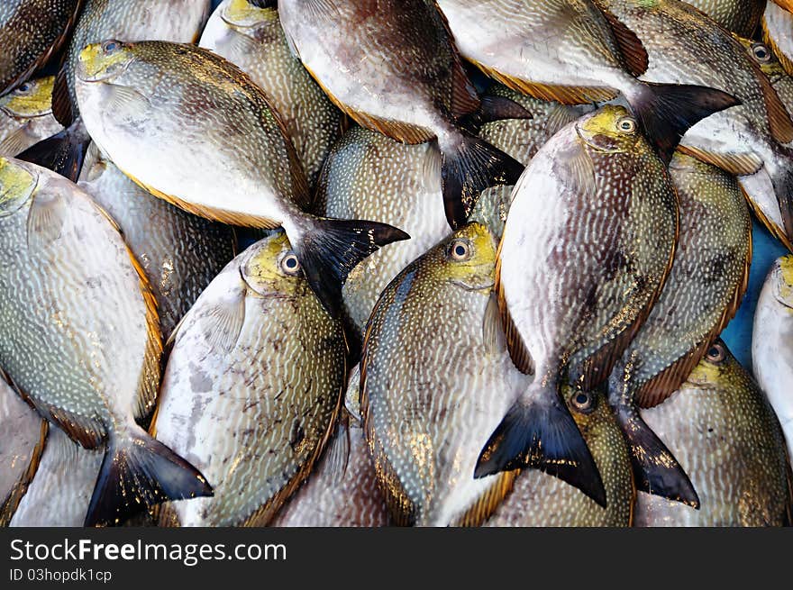 Streaked Spinefoot (rabbit fish)