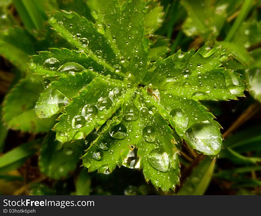 Green leaf with drops of dew