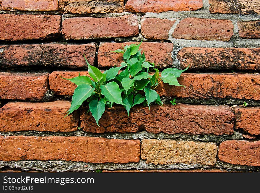 A brick wall texture and tree for your background. A brick wall texture and tree for your background