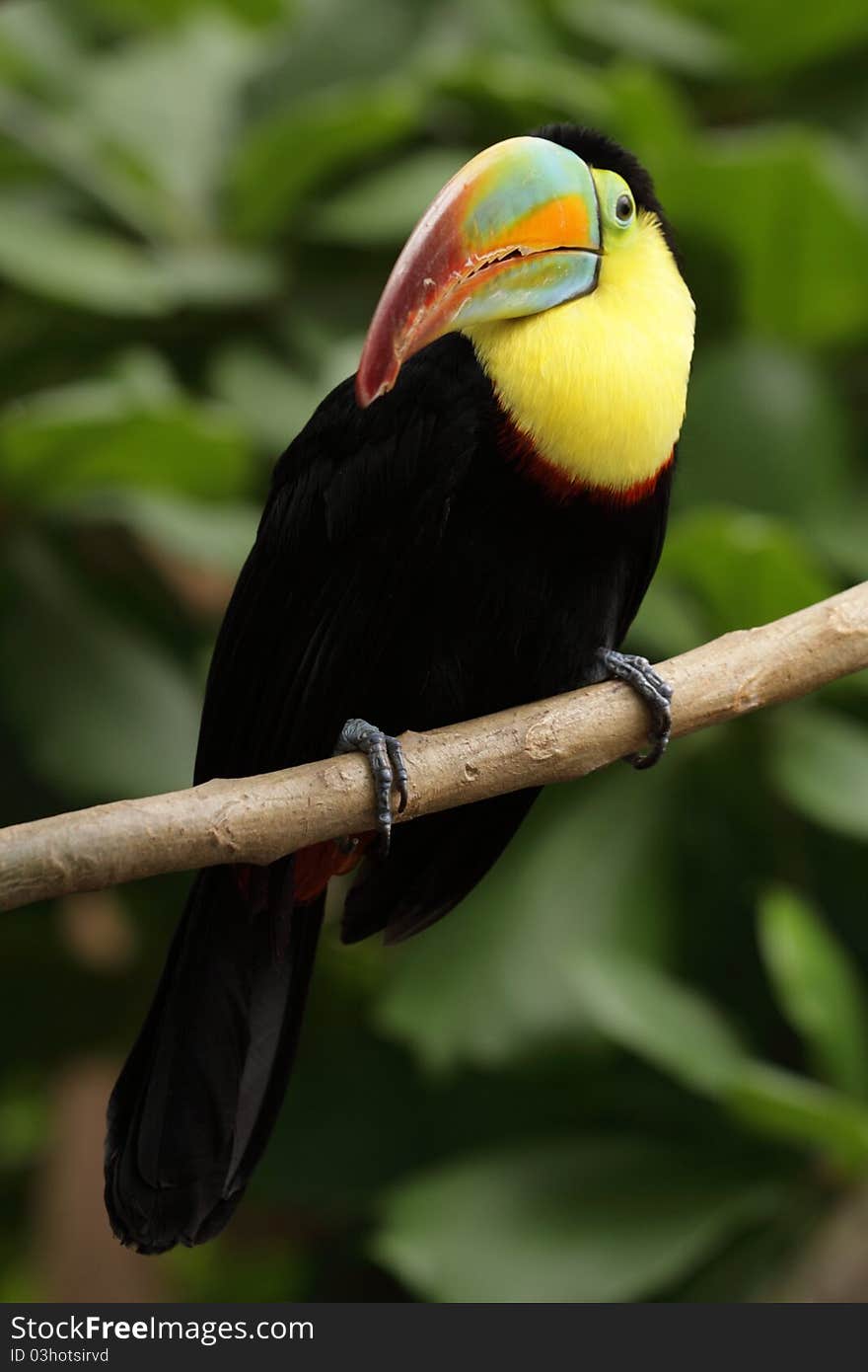 The white-throated toucan sitting on the branch.