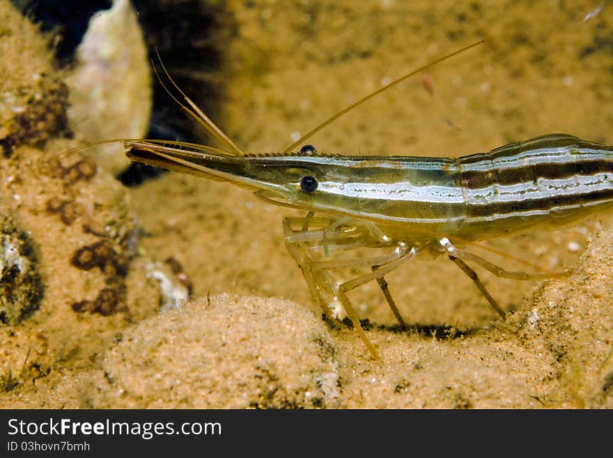 Herbal Shrimp Underwater Close-up