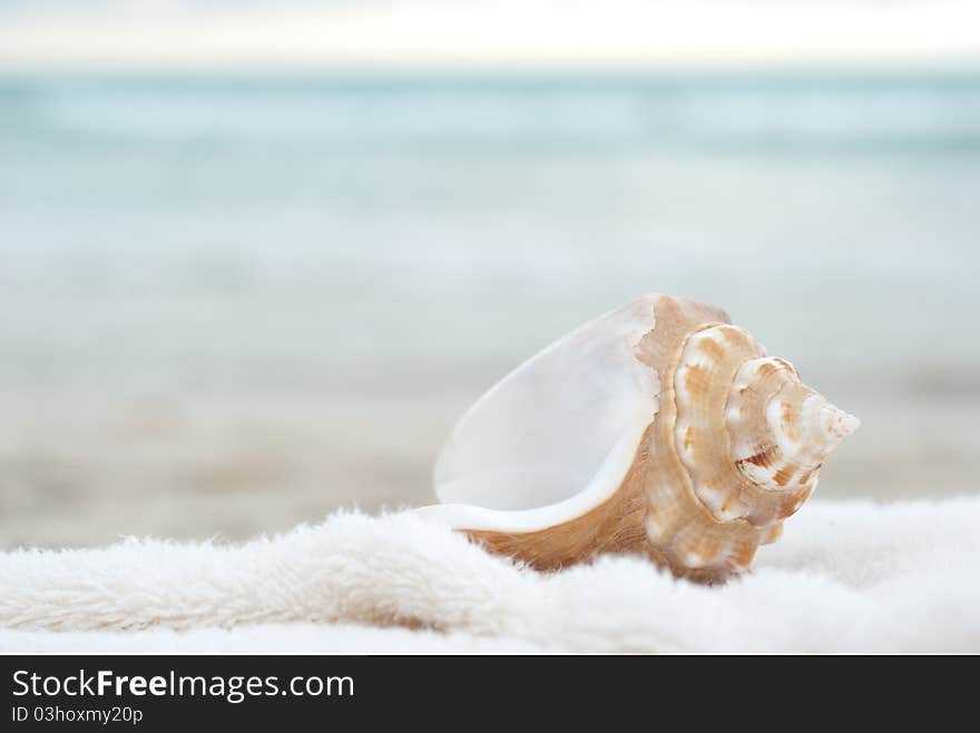 Sea shell with a soft background and plenty of copyspace