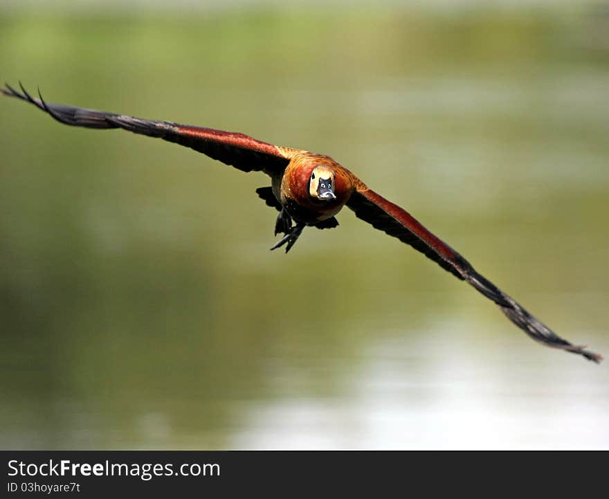 Egyptian goose Alopochen aegyptiacus fly over water