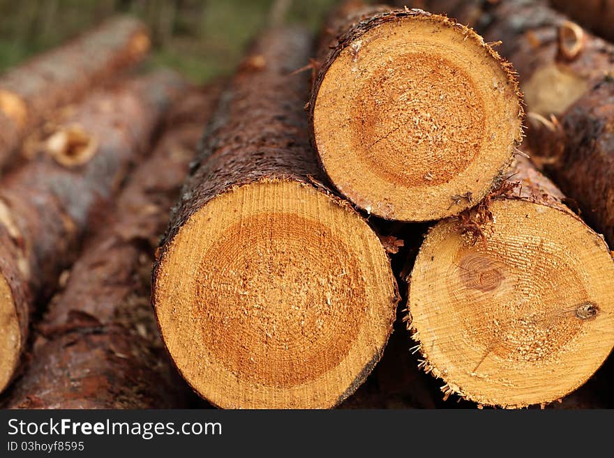 Log background; macro textured image