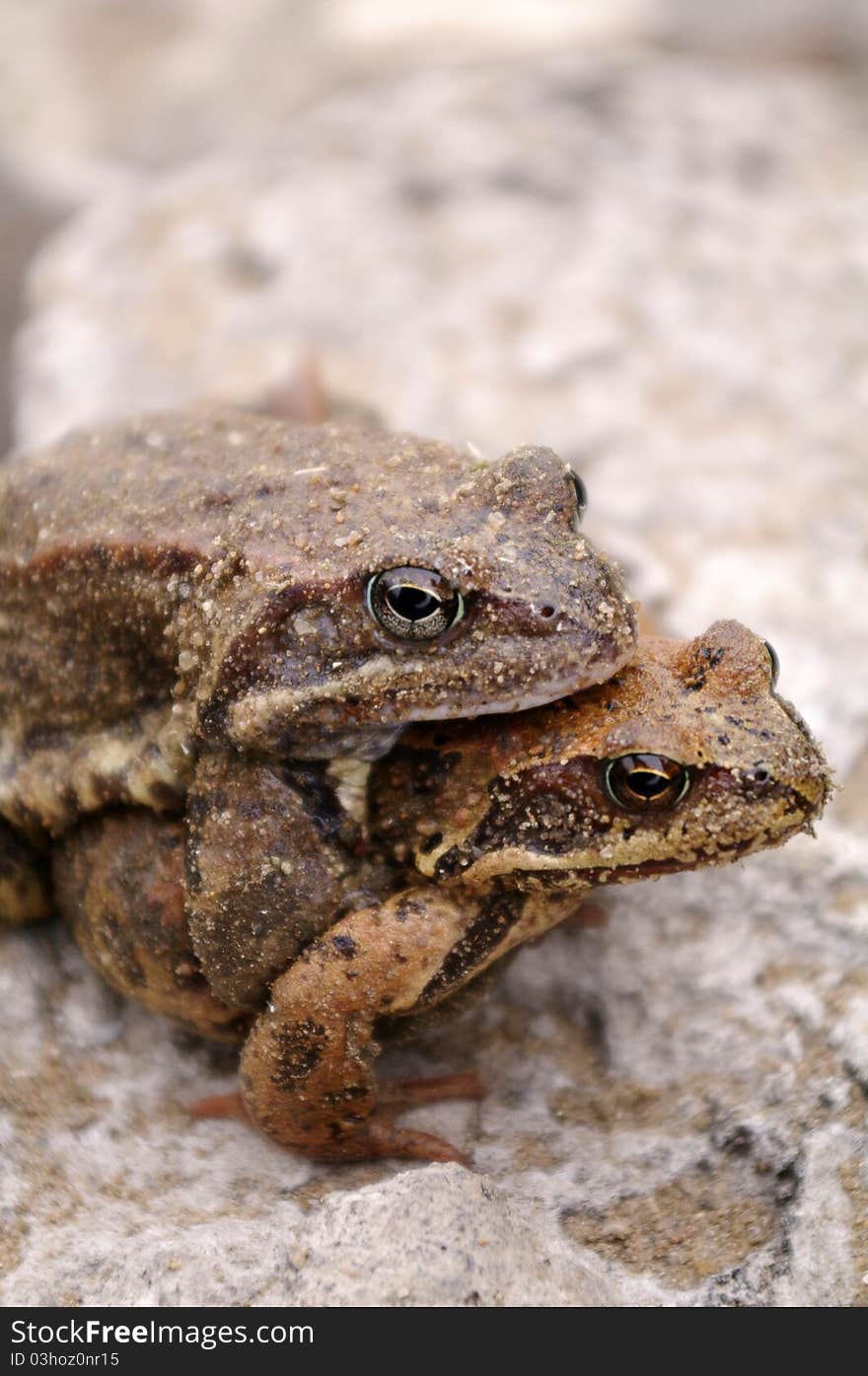 Frogs Mating