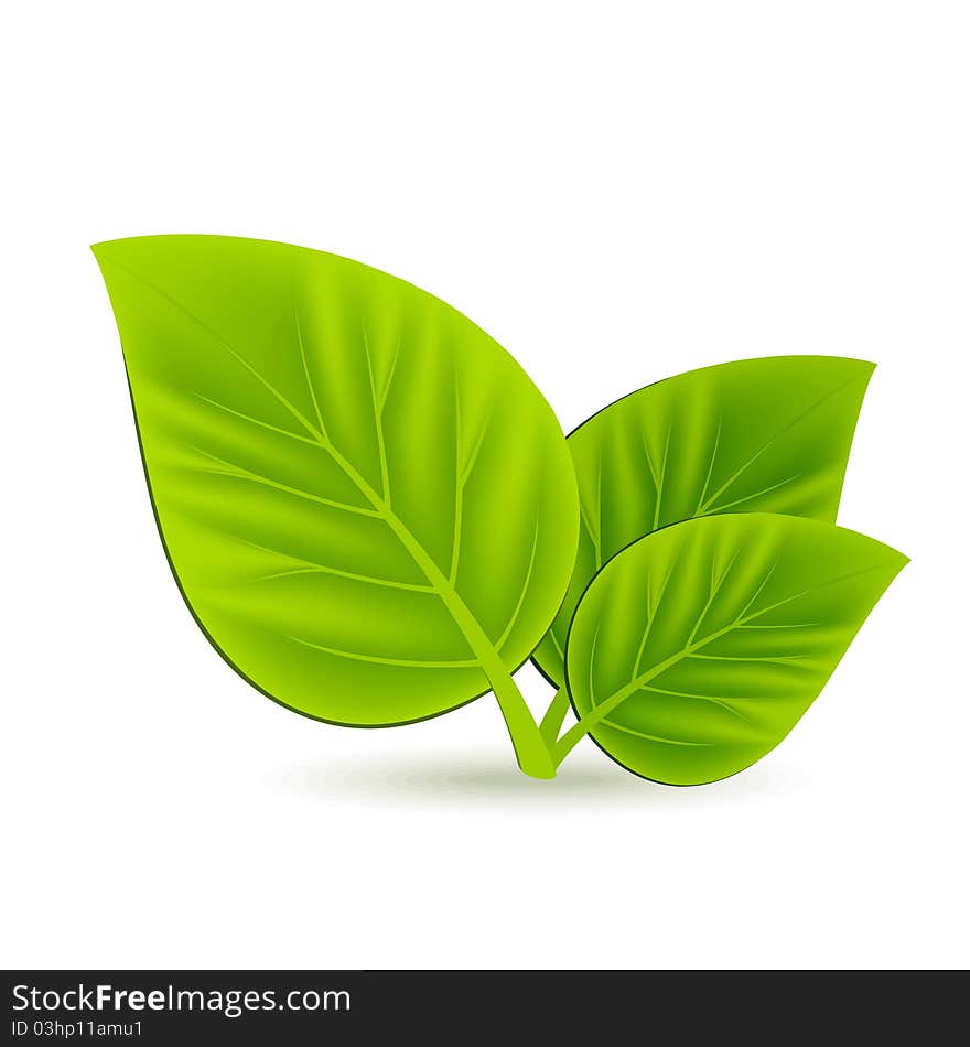 Three green leaves on white background