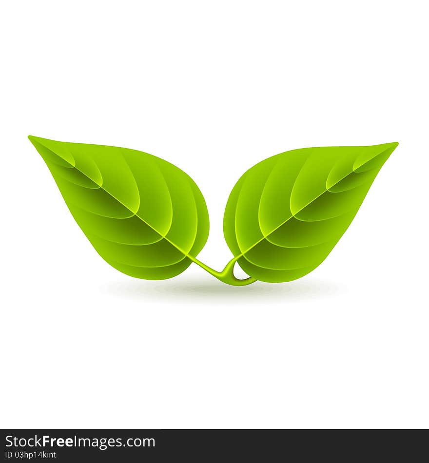 Two green leaves on white background. Two green leaves on white background