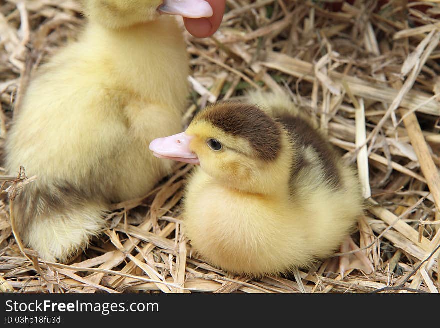 Two cute ducklings on hay