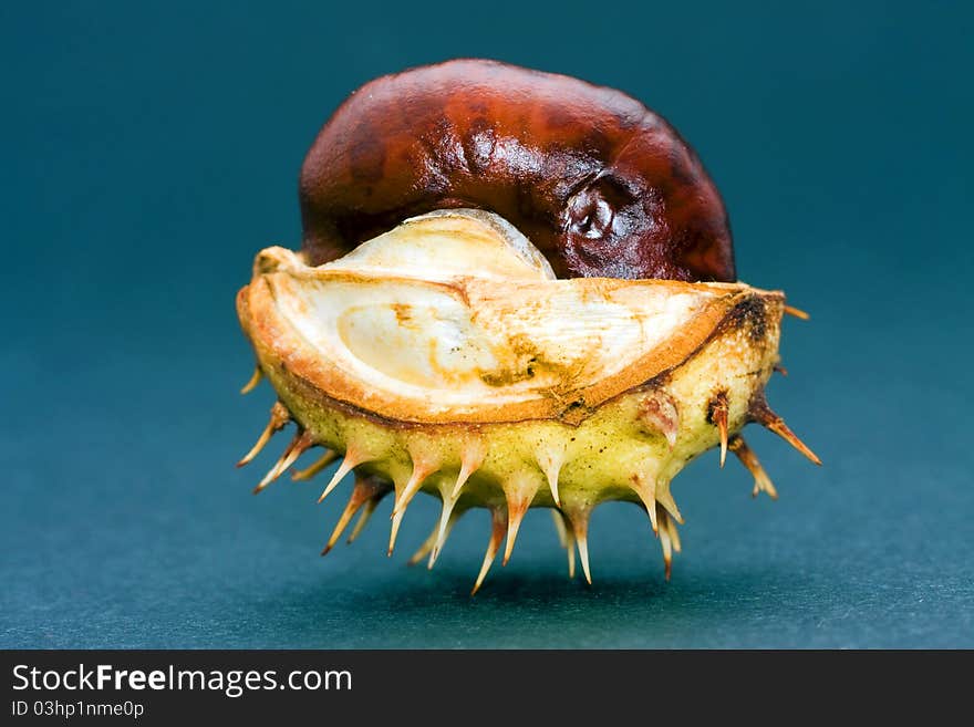 Chestnut isolated on a black background