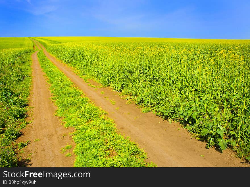 Canola Field