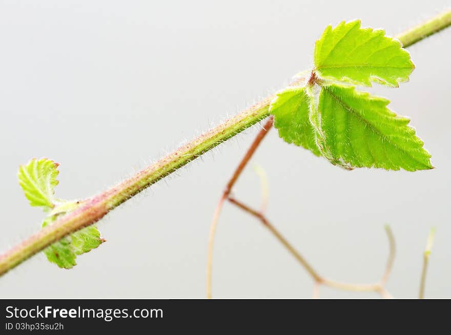 Close up of green leave. Close up of green leave