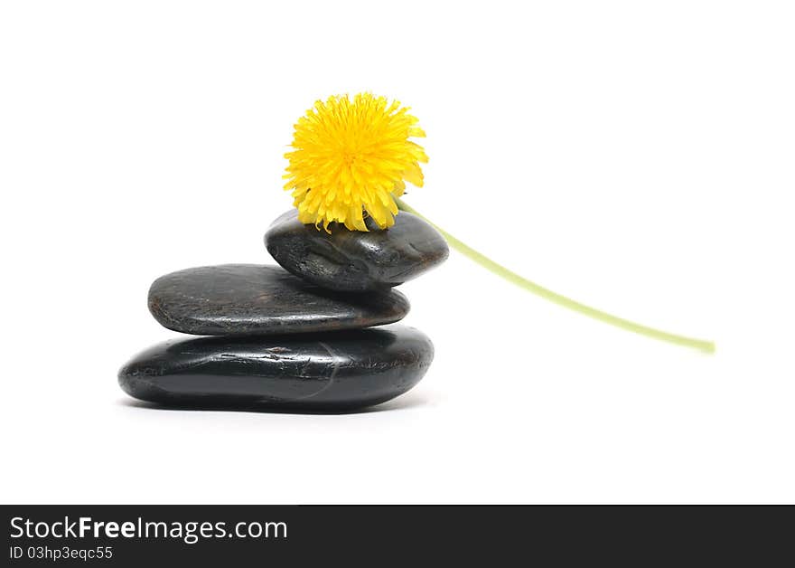 Closeup of nice yellow dandelion lying on black stones. Closeup of nice yellow dandelion lying on black stones