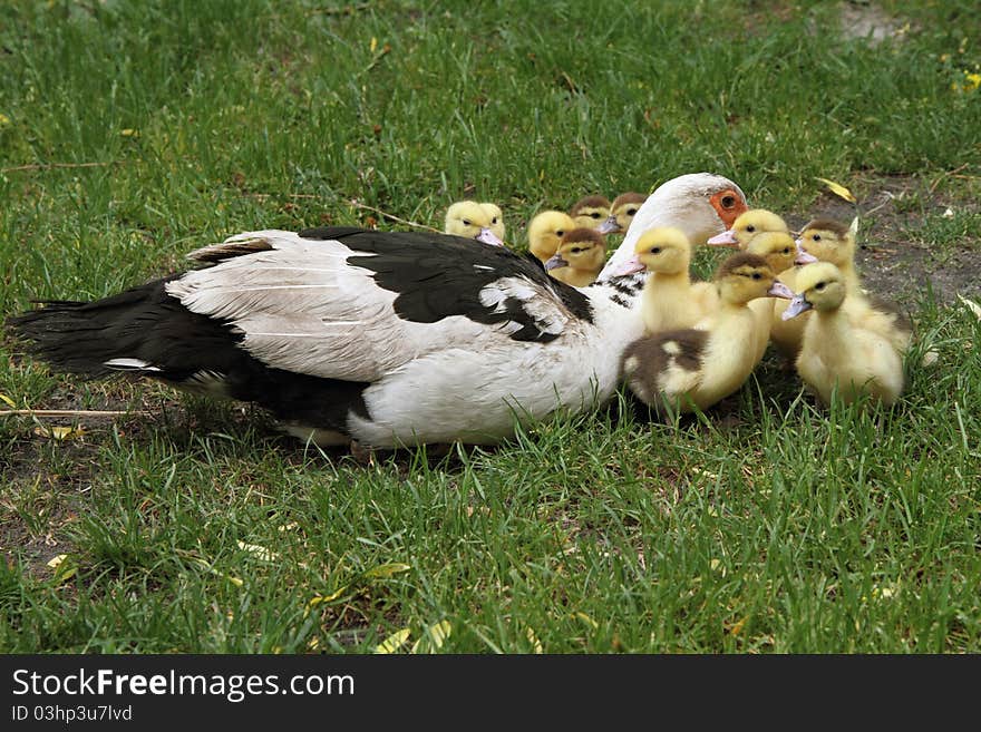 Group of Ducklings with their mother, outdoors. Group of Ducklings with their mother, outdoors