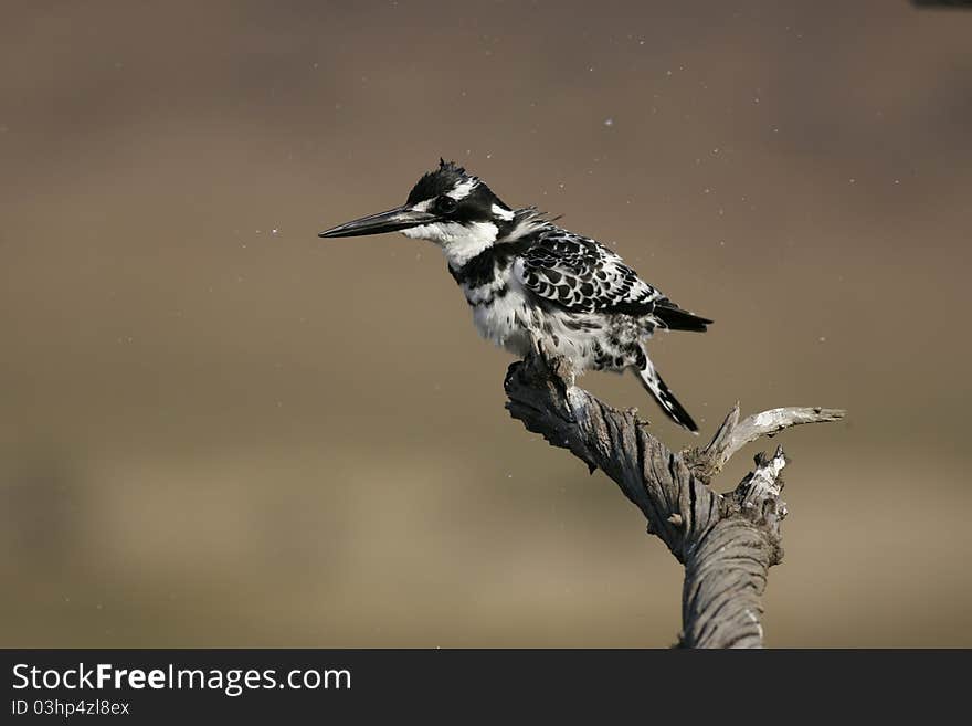 Pied Kingfisher