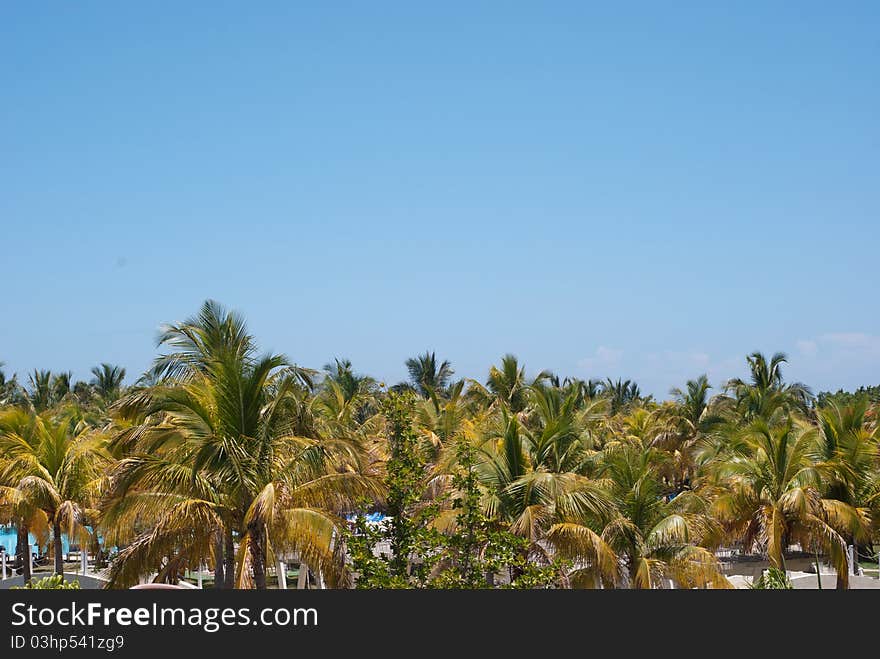 Palm trees background at a hotel - beach resort