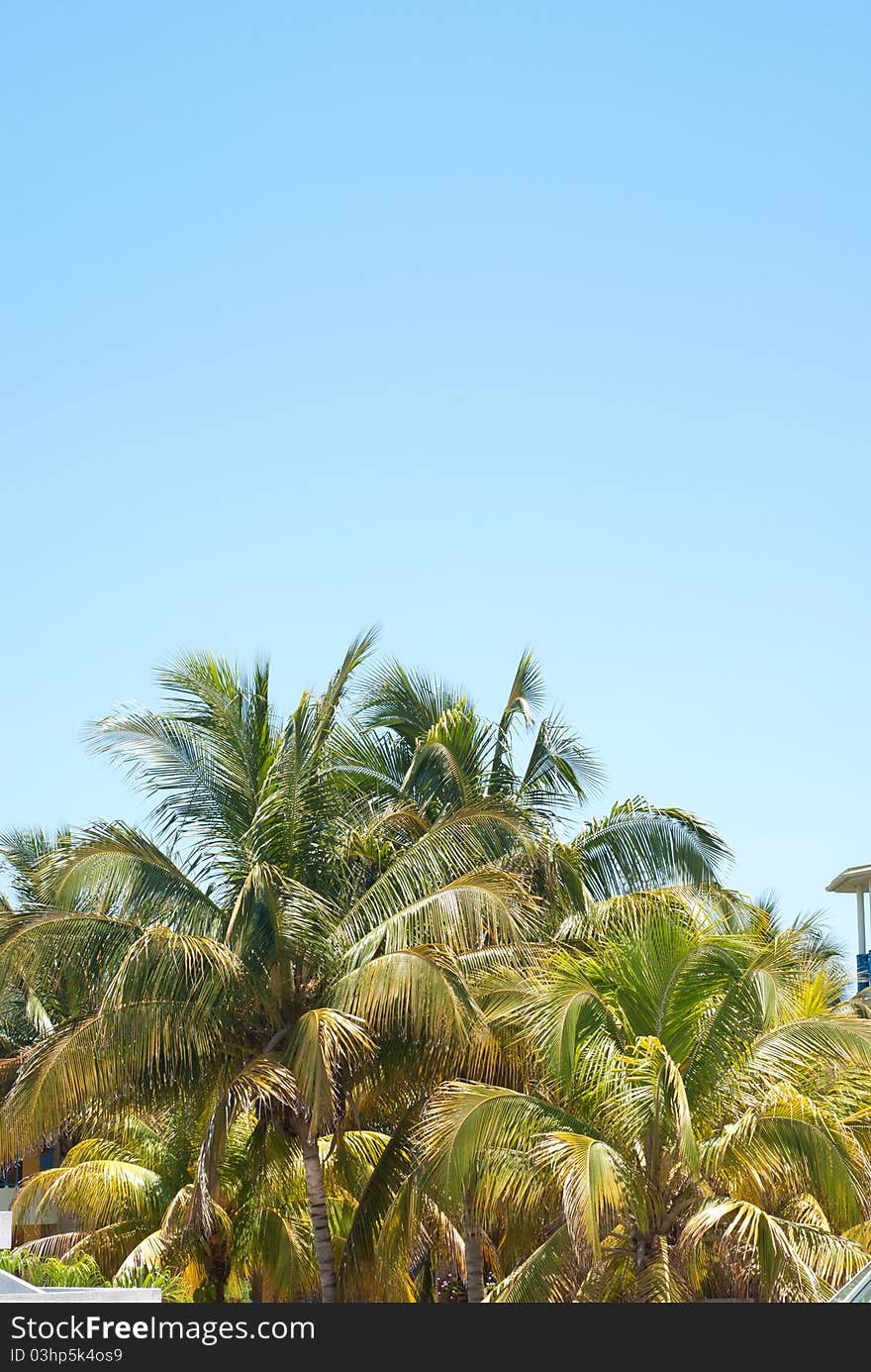 Palm trees background at a hotel - beach resort