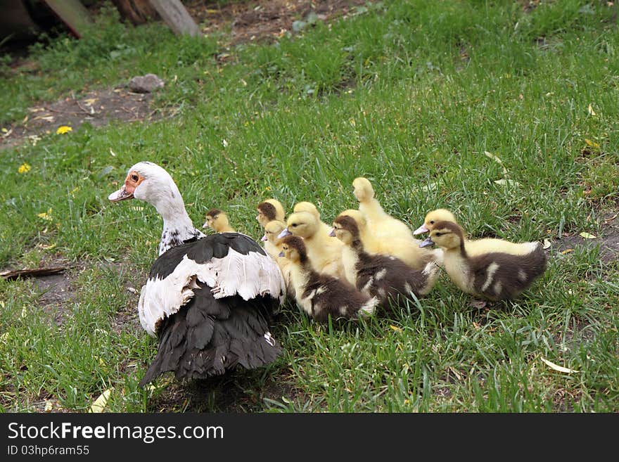 Group of Ducklings with their mother, outdoors. Group of Ducklings with their mother, outdoors