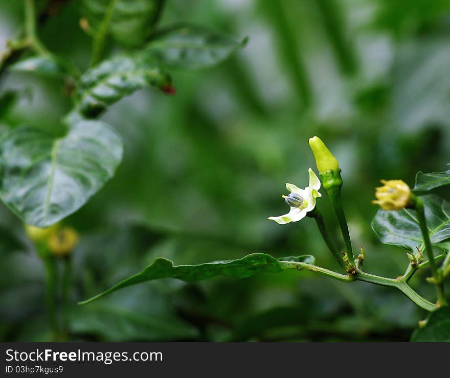 View of chilli flower in the garden