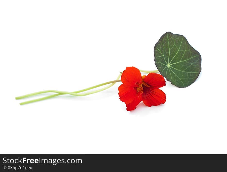 Red nasturtium on white background