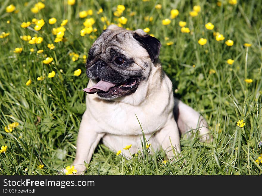 Cute pug dog resting on the green grass - outdoor picture. Cute pug dog resting on the green grass - outdoor picture