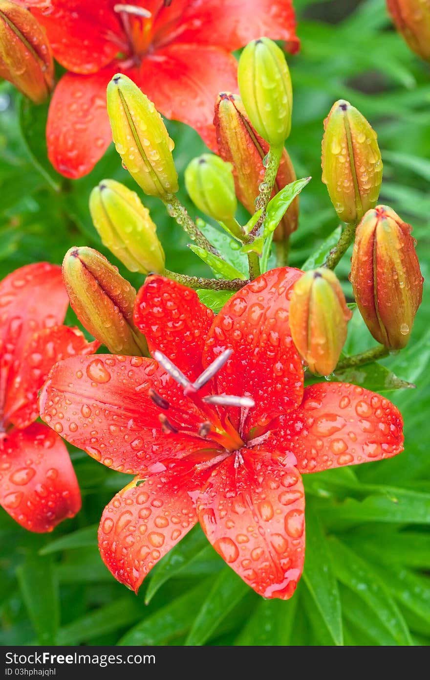 Bunch of red flowers lily on green background