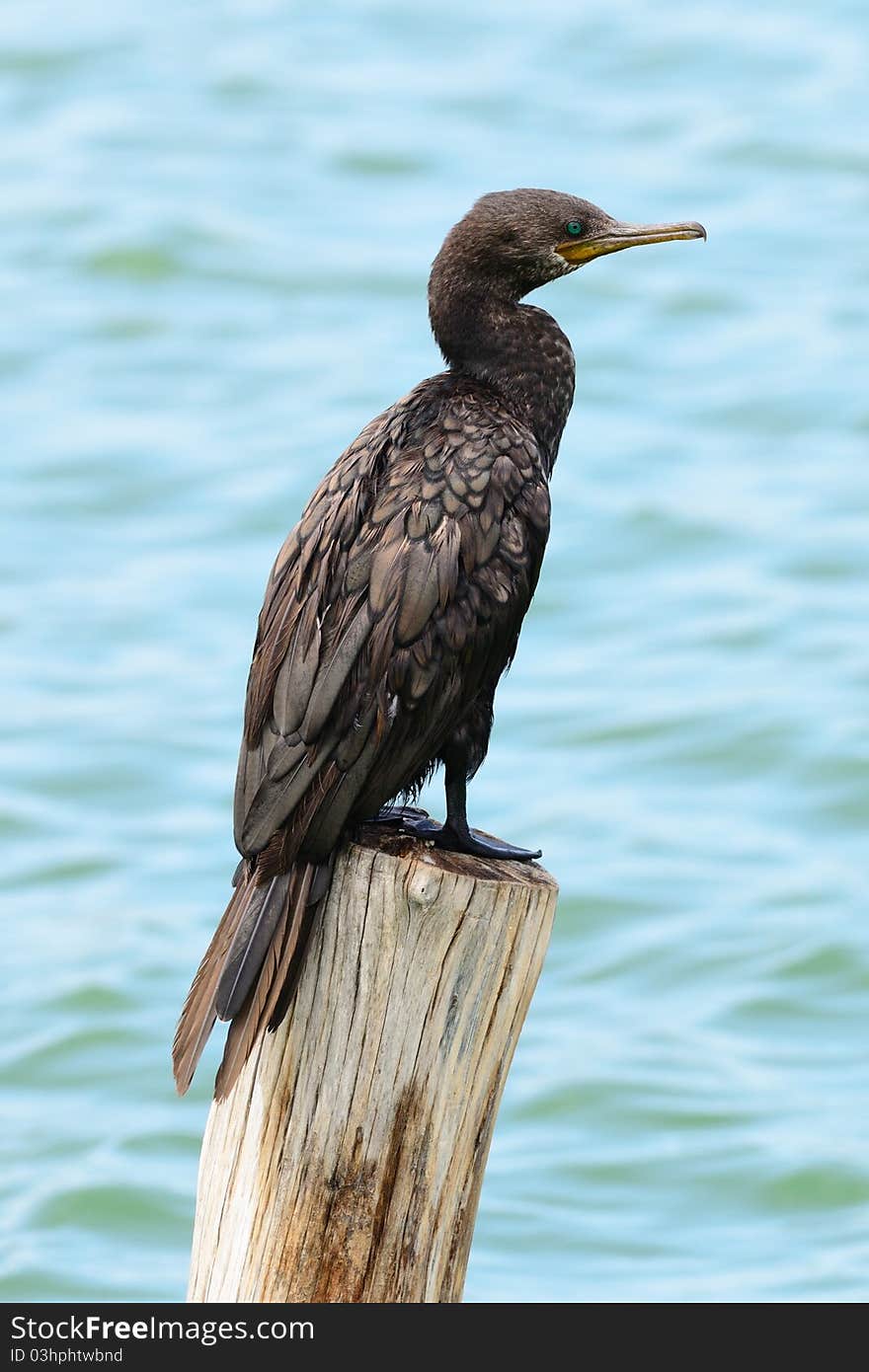 Great Cormorant perching on a log