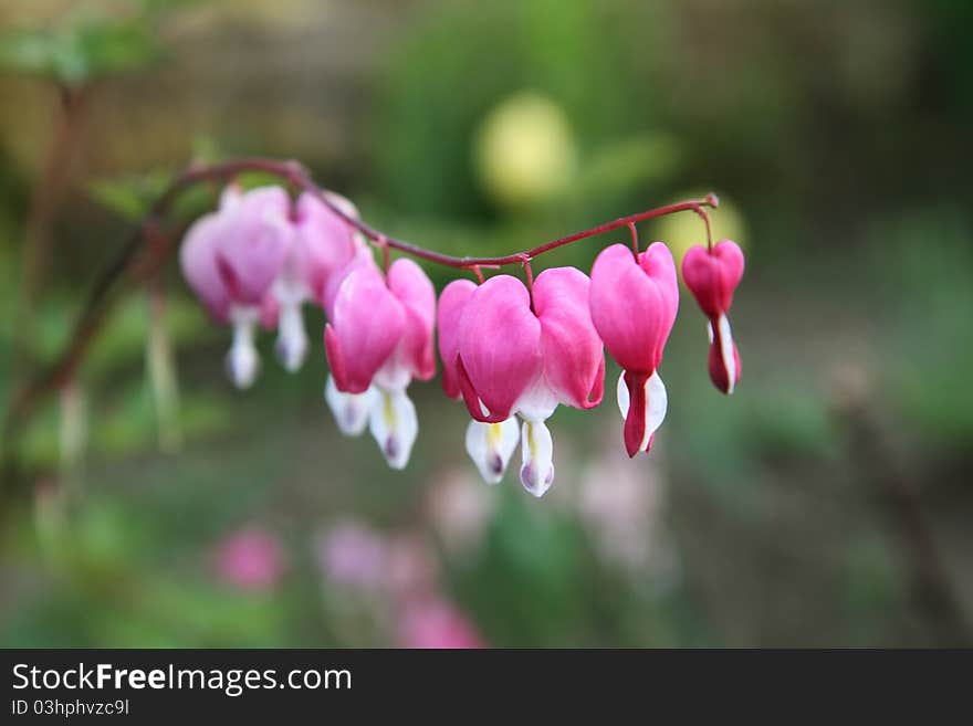 Dicentra Spectabilis