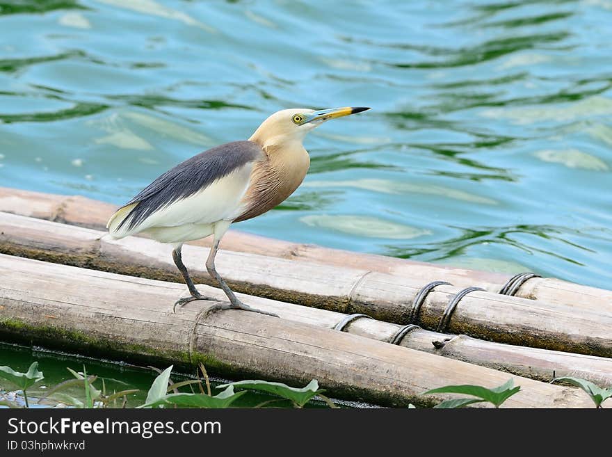 Javan Pond Heron