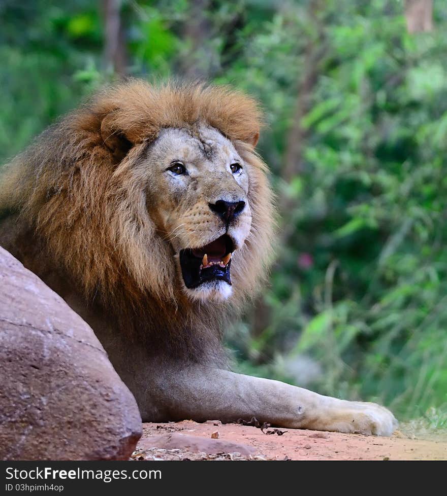 Lion resting