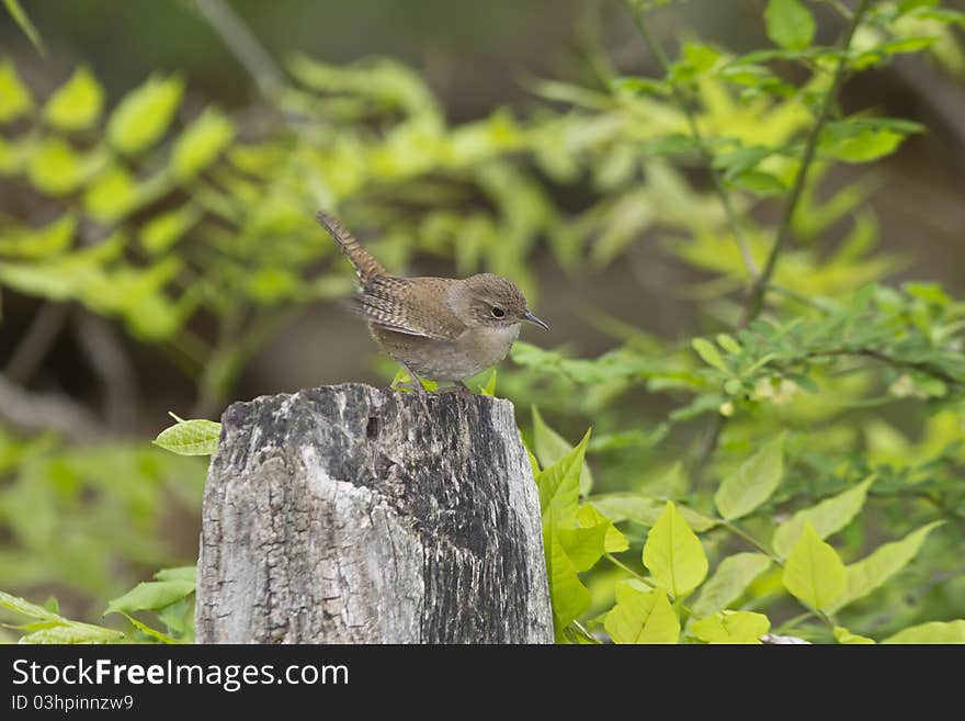 House Wren, Troglodytes Aedon