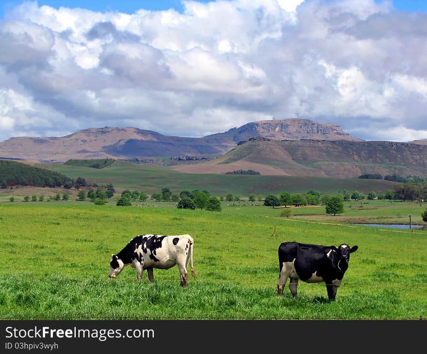 Black and white cows on a green pasture, South Africa